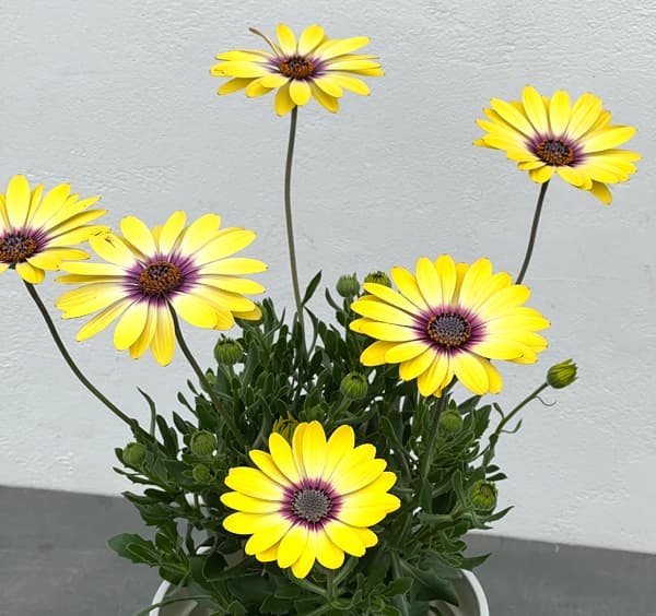 オステオスペルマム:ブルーアイビューティ5号鉢植え