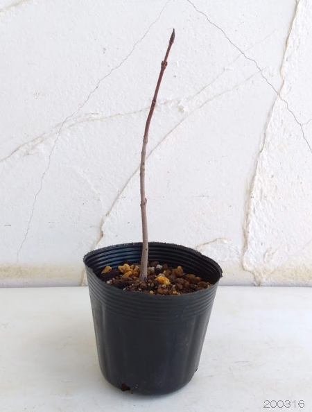 サトウカエデ(シュガーメープル)3.5号ポット