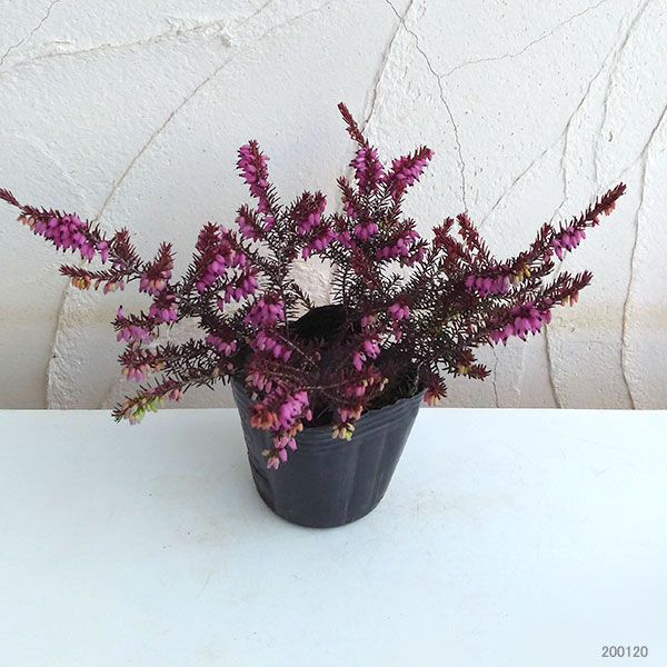 エリカ：ダーリエンシス・エヴァゴールド3号ポット