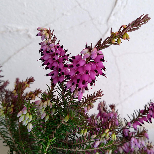 エリカ：ダーリエンシス・エヴァゴールド3号ポット