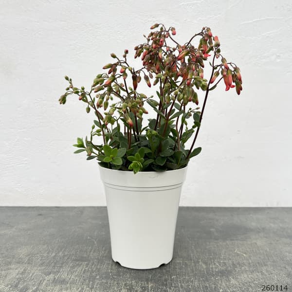 カランコエ・ミラベラ4号ポット[12月～4月頃開花　枝垂れるタイプ・ベル型の花もかわいい！]