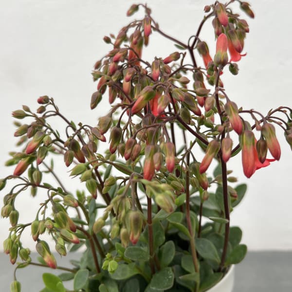 カランコエ・ミラベラ4号ポット[12月～4月頃開花　枝垂れるタイプ・ベル型の花もかわいい！]