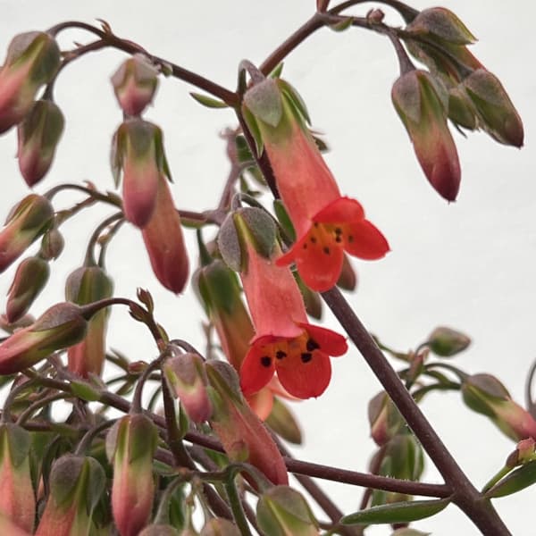 カランコエ・ミラベラ4号ポット[12月～4月頃開花　枝垂れるタイプ・ベル型の花もかわいい！]