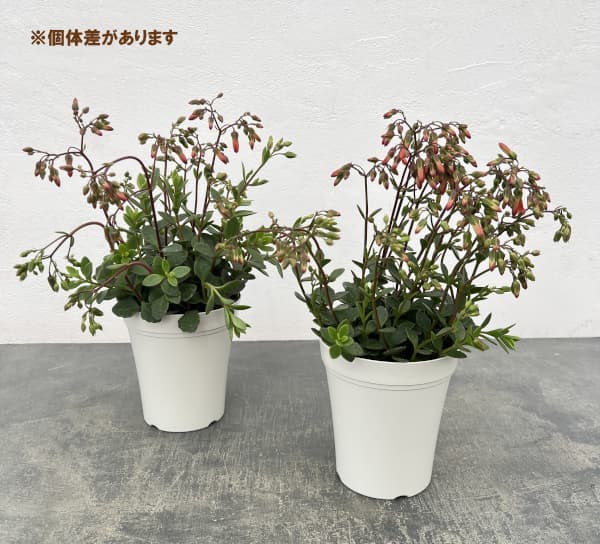 カランコエ・ミラベラ4号ポット[12月～4月頃開花　枝垂れるタイプ・ベル型の花もかわいい！]