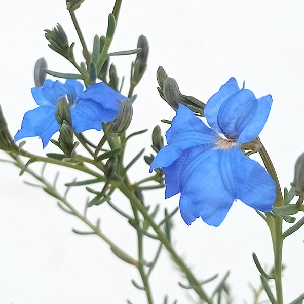 初恋草（ハツコイソウ）：コバルトブルー3号ポット