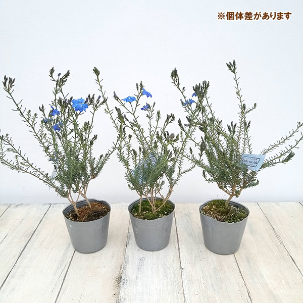 初恋草（ハツコイソウ）：コバルトブルー3号ポット