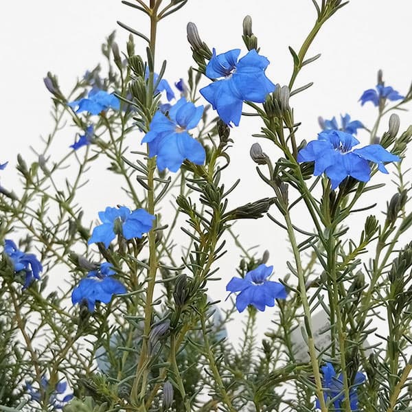 初恋草（ハツコイソウ）：コバルトブルー3号ポット