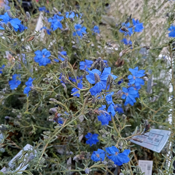 初恋草（ハツコイソウ）：コバルトブルー3号ポット