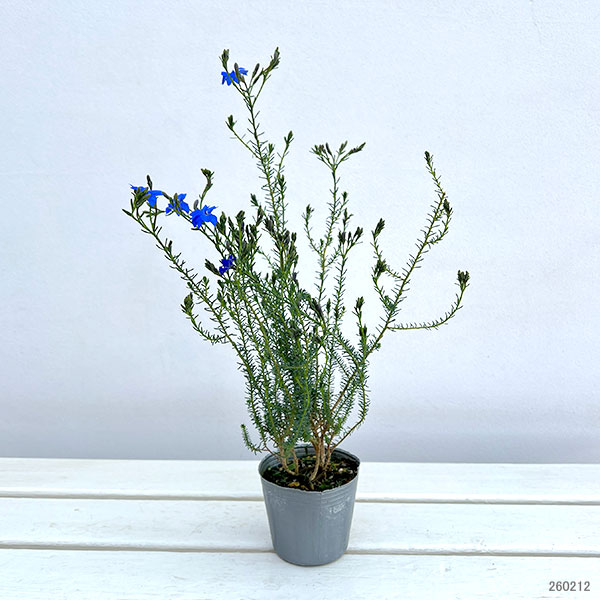 初恋草（ハツコイソウ）：コバルトブルー3号ポット