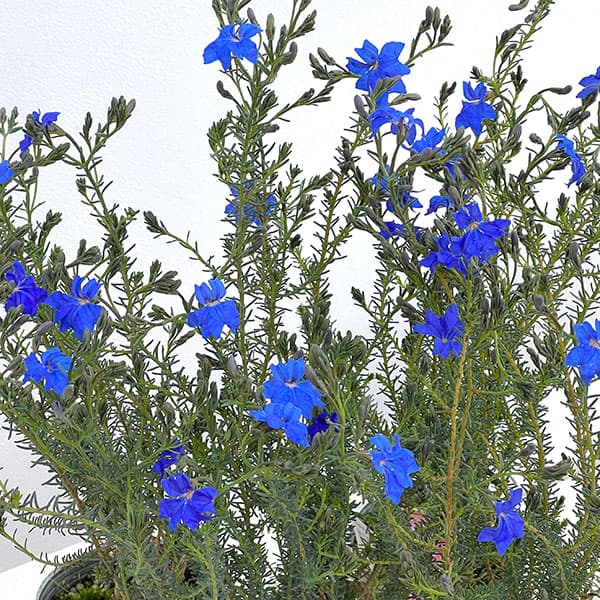 初恋草（ハツコイソウ）：コバルトブルー3号ポット