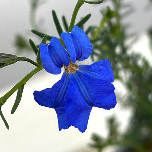 初恋草（ハツコイソウ）：コバルトブルー3号ポット