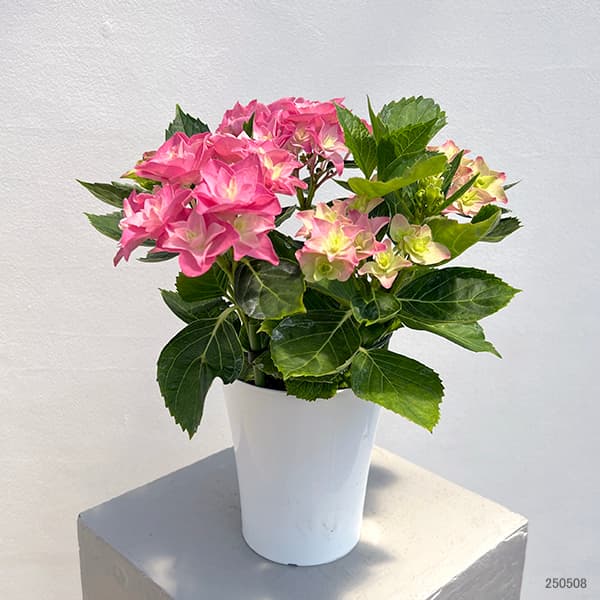 あるく花 71QC4cFe5eL._UF350,350_QL50_.jpg