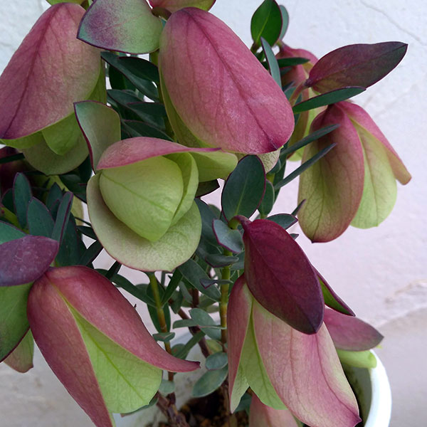 ピメレア　ピソデス4号鉢植え