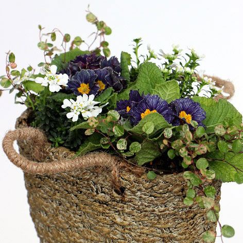 ロージュポット RP-107 (幅29×奥行14.5×高さ21cm)