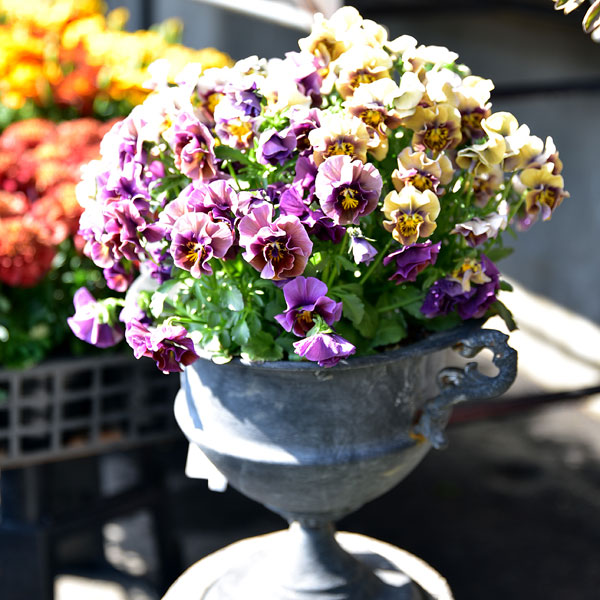 クラシカルティン T-5 （幅28×高さ22cm）　