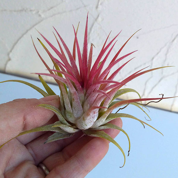 チランジア：イオナンタ系　赤葉系種