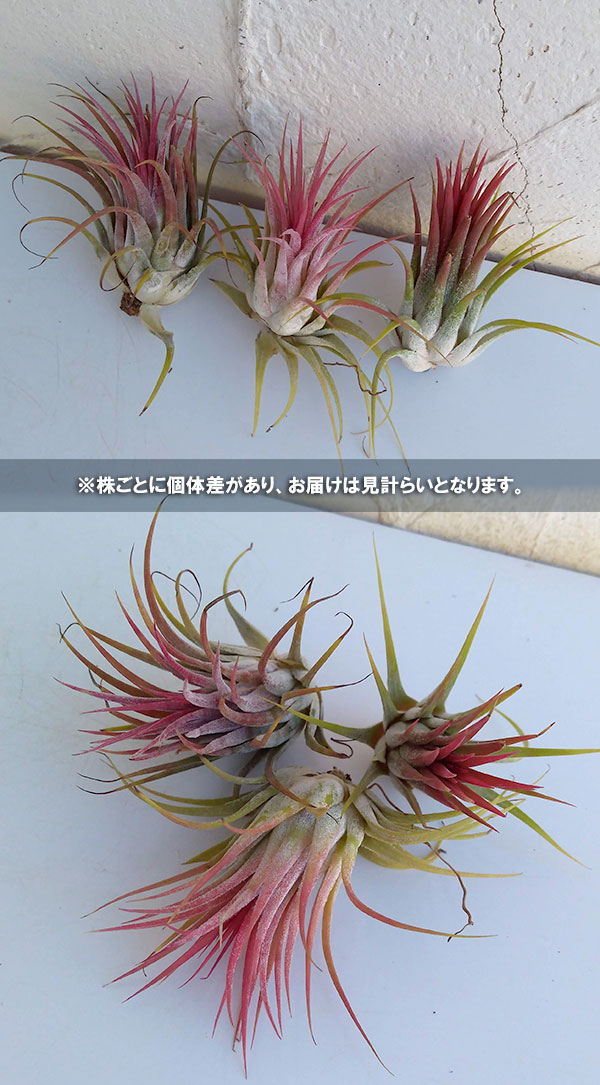 チランジア：イオナンタ系　赤葉系種