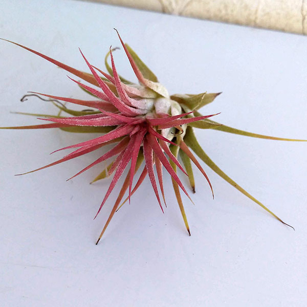 チランジア：イオナンタ系　赤葉系種