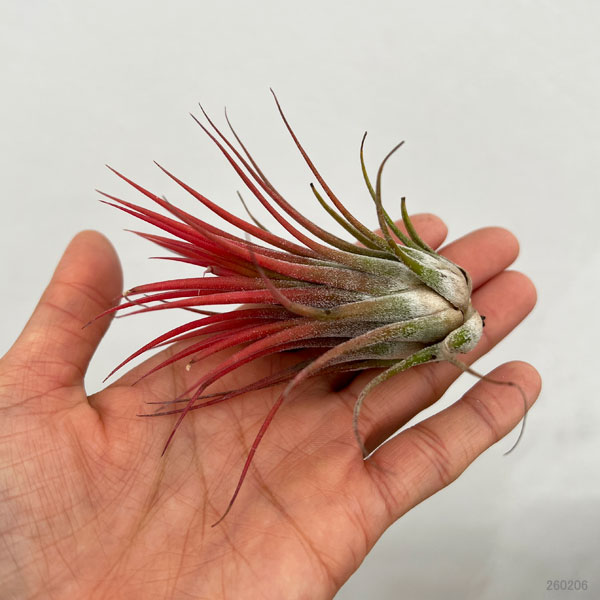 チランジア：イオナンタ系　赤葉系種