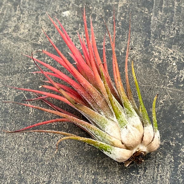 チランジア：イオナンタ系　赤葉系種