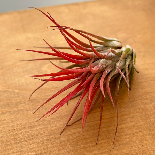 チランジア：イオナンタ系　赤葉系種