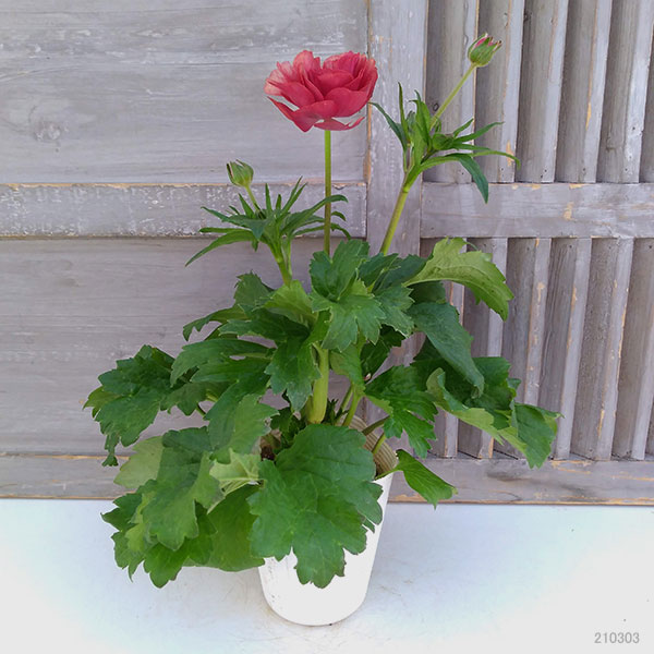 豪華　ラナンキュラスラックス ムーサ ラナンキュラス ラックス ムーサ｜種（タネ）,球根,苗,資材