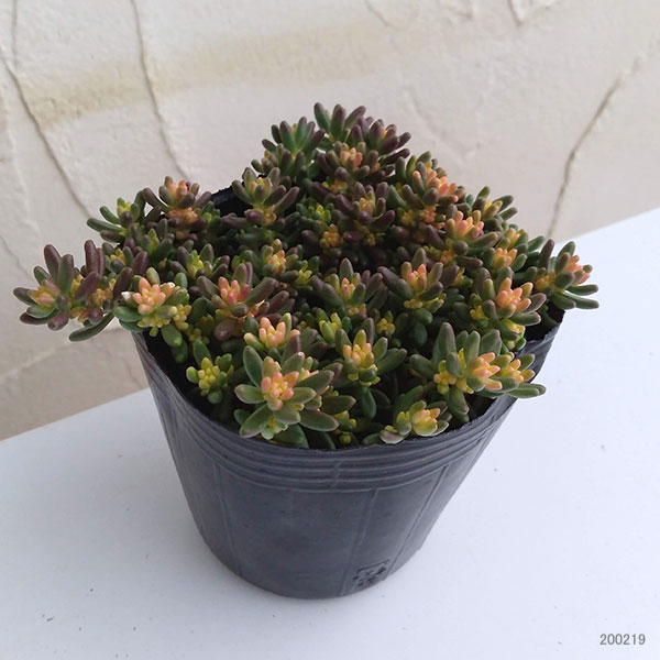 セダム：ベッラデインベルノ3号ポット