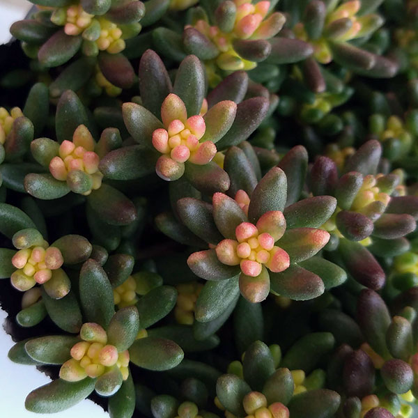 セダム：ベッラデインベルノ3号ポット