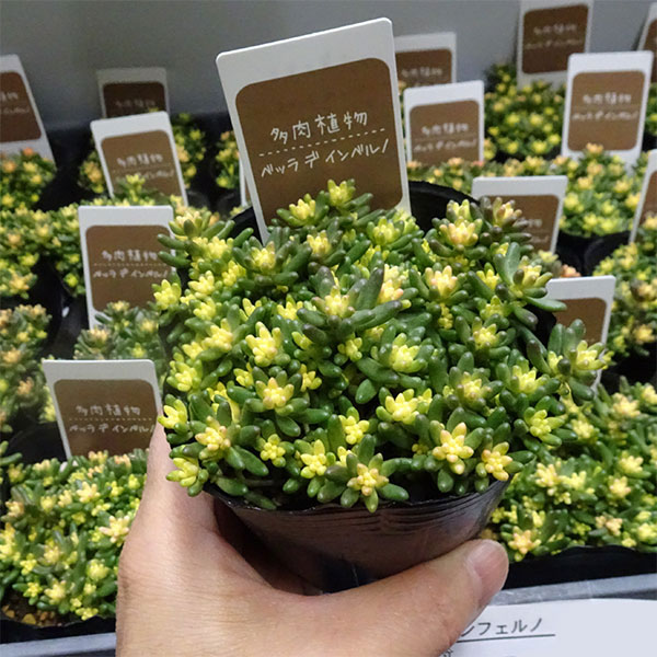 セダム：ベッラデインベルノ3号ポット