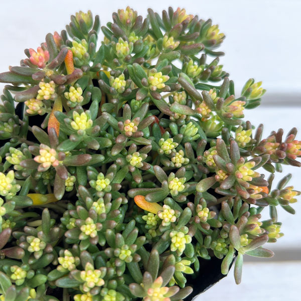 セダム：ベッラデインベルノ3号ポット