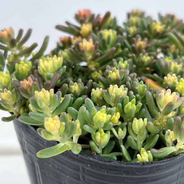 セダム：ベッラデインベルノ3号ポット