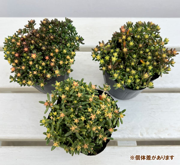 セダム：ベッラデインベルノ3号ポット