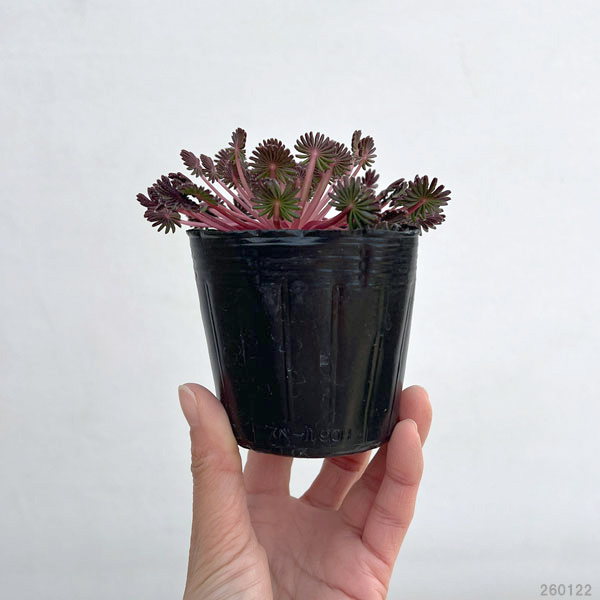 オキザリス：孔雀の舞 プレミアムレッド3号ポット