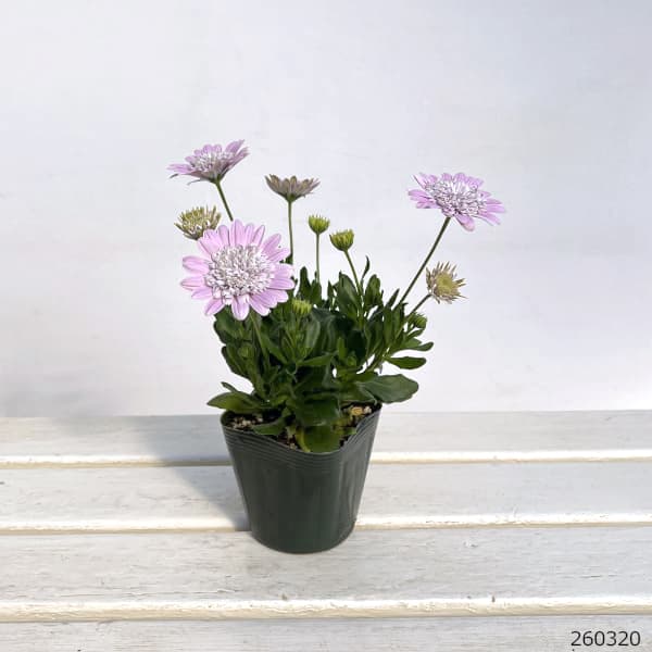 オステオスペルマム(ダブル):ロココ3.5号ポット