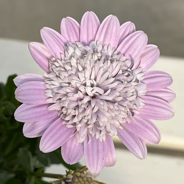 オステオスペルマム(ダブル):ロココ3.5号ポット