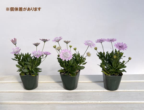 オステオスペルマム(ダブル):ロココ3.5号ポット