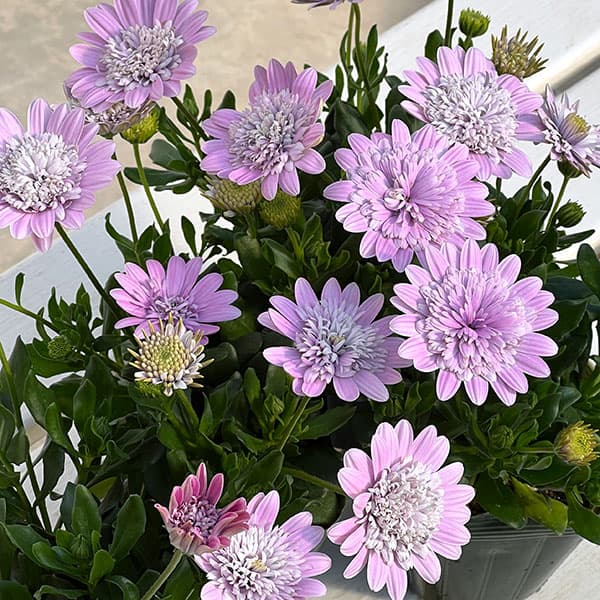 オステオスペルマム(ダブル):ロココ3.5号ポット