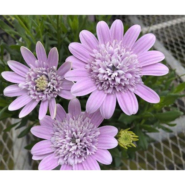 オステオスペルマム(ダブル):ロココ3.5号ポット