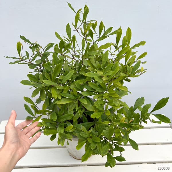 ミラクルベリー(ミラクルフルーツ）7号 鉢植え