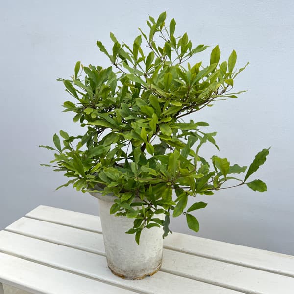 ミラクルベリー(ミラクルフルーツ）7号 鉢植え