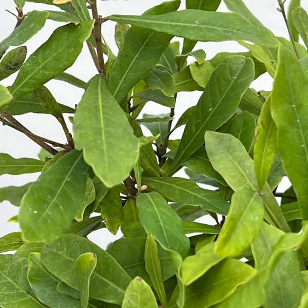 ミラクルベリー(ミラクルフルーツ）7号 鉢植え