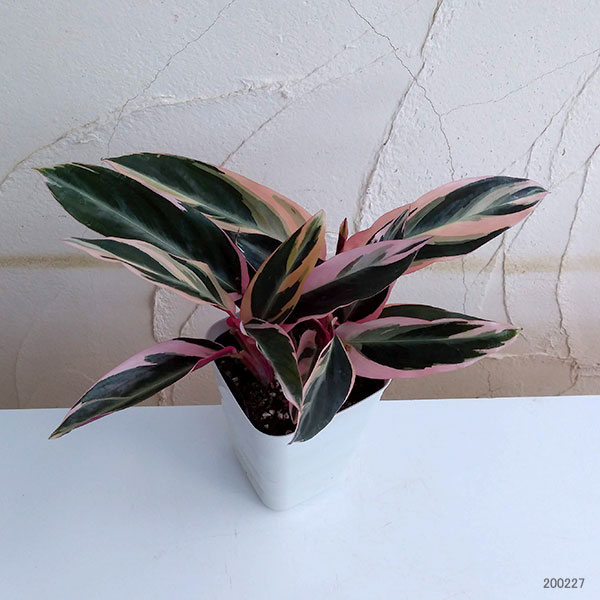 カラテア:ストロマンテ・サンギネア・トリオスター4.5号鉢植え