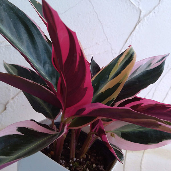 カラテア:ストロマンテ・サンギネア・トリオスター4.5号鉢植え