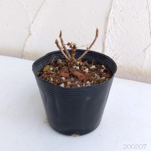 ヤマアジサイ：おりひめ4号ポット