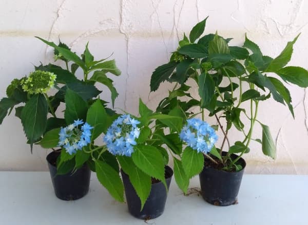 園芸ネット本店｜ヤマアジサイ：おりひめ5.5号ポット の通販【公式】