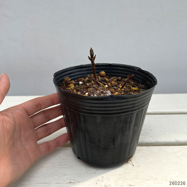 ヤマアジサイ:おりひめ4号ポット