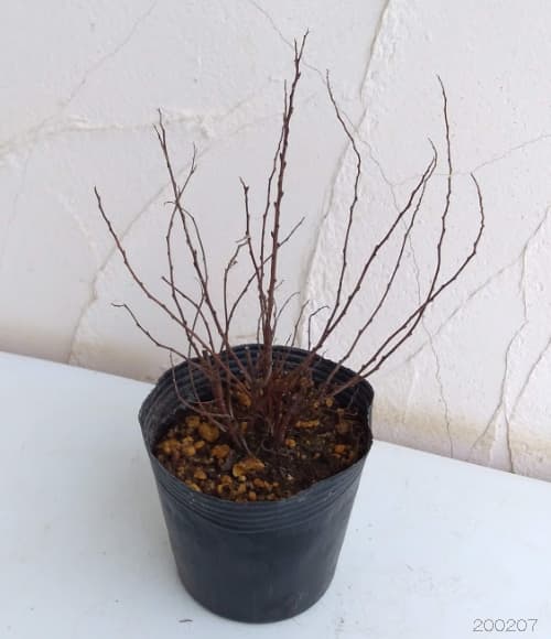 [26年2月中下旬予約]シモツケ：源平（ゲンペイ）5号ポット