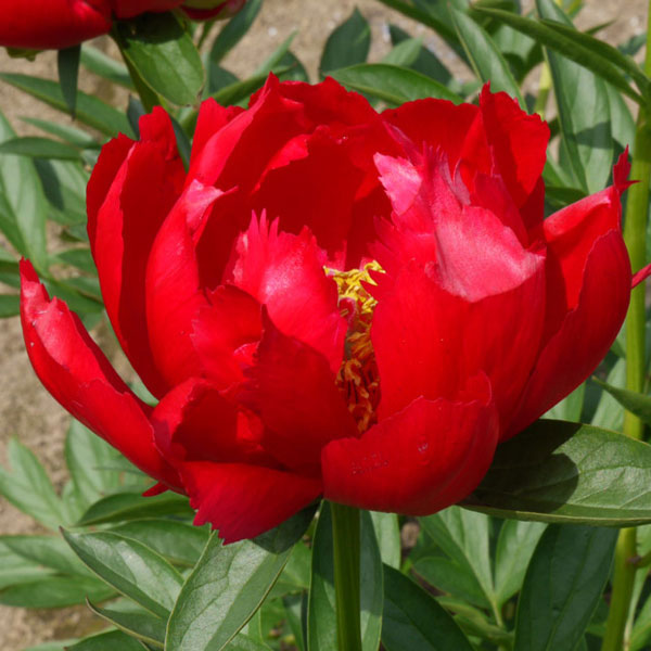 シャクヤク(芍薬):レッドレッドローズ4号ポット