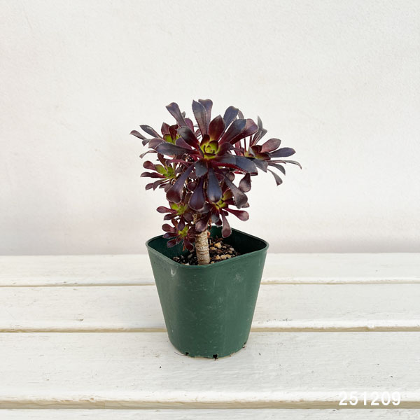 アエオニウム:黒法師(クロホウシ)3号ポット