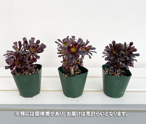 アエオニウム:黒法師(クロホウシ)3号ポット